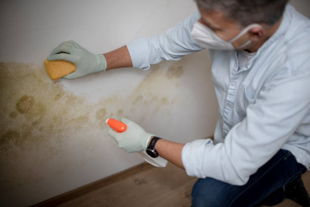 Crawl Space Mold Removal in Silt, CO