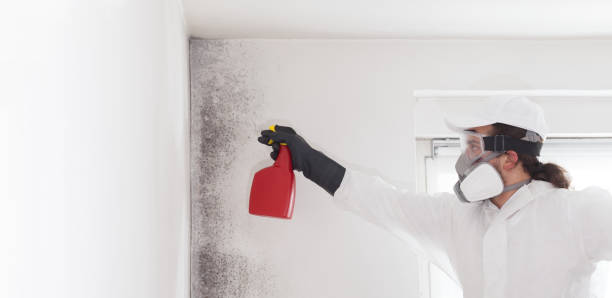 Best Certified Mold Removal  in Silt, CO